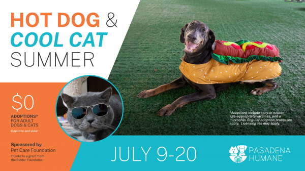 25 6 Hot Dog Cool Cat Graphics V2 Nextdoor 1920x1080 1